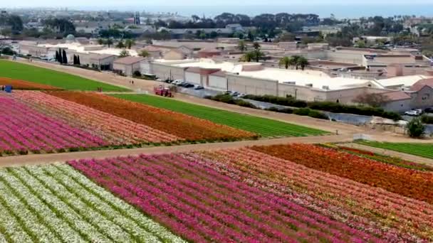 Vista Aérea Carlsbad Flower Fields Turista Puede Disfrutar Laderas Coloridas — Vídeos de Stock