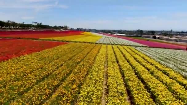 Vista Aérea Carlsbad Flower Fields Turista Pode Desfrutar Encostas Coloridas — Vídeo de Stock