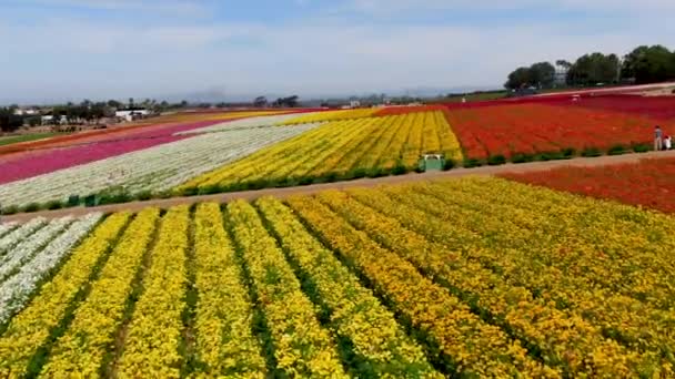 カールスバッドの花の野原の空中風景 観光客は 5月中旬に行進を実行する年間の花の間にカラフルな巨大ラナンキュラスの斜面を楽しむことができます アメリカ合衆国カリフォルニア州カールスバッド — ストック動画