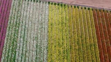 Carlsbad çiçek Fields havadan görünümü. turist Mayıs ortası ile Mart çalıştırır yıllık çiçek sırasında renkli dev Ranunculus çiçekler tepeler keyfini çıkarabilirsiniz. Carlsbad, Kaliforniya, ABD