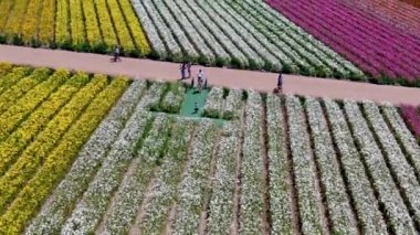 Carlsbad çiçek Fields havadan görünümü. turist Mayıs ortası ile Mart çalıştırır yıllık çiçek sırasında renkli dev Ranunculus çiçekler tepeler keyfini çıkarabilirsiniz. Carlsbad, Kaliforniya, ABD