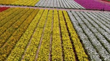 Carlsbad çiçek Fields havadan görünümü. turist Mayıs ortası ile Mart çalıştırır yıllık çiçek sırasında renkli dev Ranunculus çiçekler tepeler keyfini çıkarabilirsiniz. Carlsbad, Kaliforniya, ABD