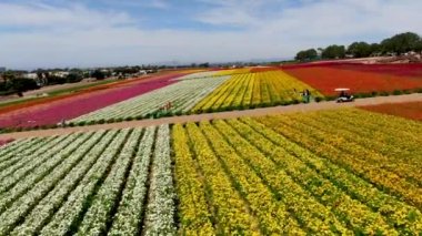 Carlsbad çiçek Fields havadan görünümü. turist Mayıs ortası ile Mart çalıştırır yıllık çiçek sırasında renkli dev Ranunculus çiçekler tepeler keyfini çıkarabilirsiniz. Carlsbad, Kaliforniya, ABD