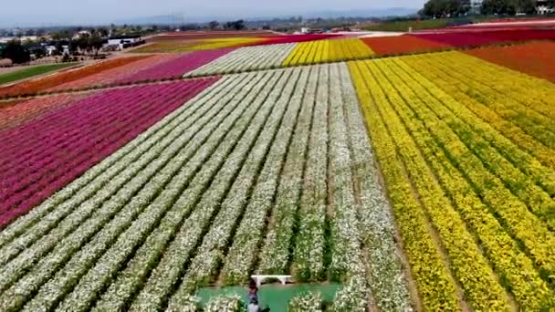 Carlsbad Çiçek Fields Havadan Görünümü Turist Mayıs Ortası Ile Mart — Stok video