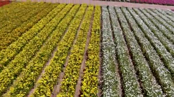 Vista Aérea Carlsbad Flower Fields Turista Puede Disfrutar Laderas Coloridas — Vídeos de Stock