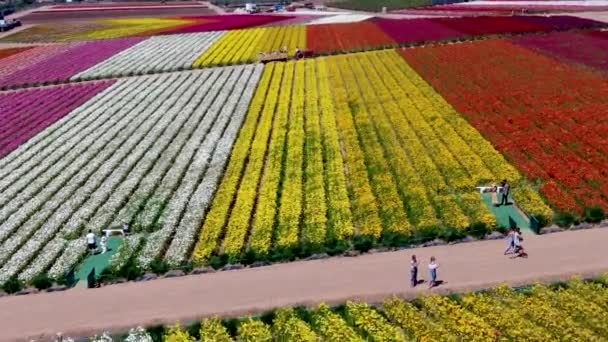 Vista Aérea Carlsbad Flower Fields Turista Pode Desfrutar Encostas Coloridas — Vídeo de Stock