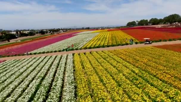Aerial View Carlsbad Flower Fields Tourist Can Enjoy Hillsides Colorful — Stock Video
