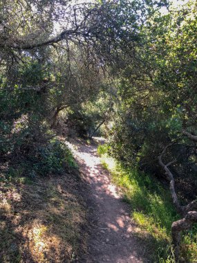 Güneşli bir gün boyunca yeşil dağ ormanı alanında doğal kir yolu. Yeşil alanda kumlu yol izi. Bahar mevsimi. Los Peasquitos Kanyon Koru