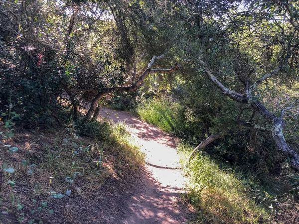 Natürlicher Feldweg Grünen Bergwaldfeld Bei Sonnigem Tag Sandweg Grünen Feld — Stockfoto