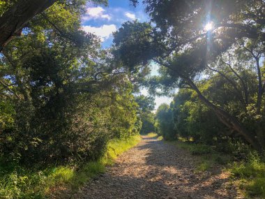 Güneşli bir gün boyunca yeşil dağ ormanı alanında doğal kir yolu. Yeşil alanda kumlu yol izi. Bahar mevsimi. Los Peasquitos Kanyon Koru