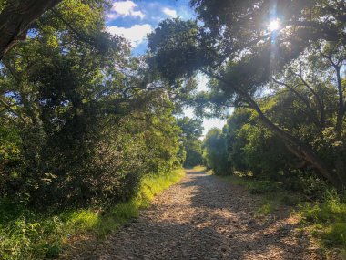 Güneşli bir gün boyunca yeşil dağ ormanı alanında doğal kir yolu. Yeşil alanda kumlu yol izi. Bahar mevsimi. Los Peasquitos Kanyon Koru