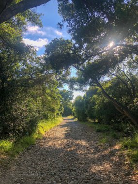 Güneşli bir gün boyunca yeşil dağ ormanı alanında doğal kir yolu. Yeşil alanda kumlu yol izi. Bahar mevsimi. Los Peasquitos Kanyon Koru