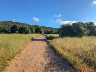 Güneşli bir gün boyunca yeşil dağ ormanı alanında doğal kir yolu. Yeşil alanda kumlu yol izi. Bahar mevsimi. Los Peasquitos Kanyon Koru