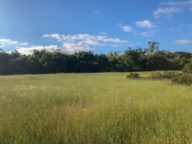 Güneşli bir günde doğal yeşil alan. Bahar mevsimi. Los Peasquitos Kanyon Koru