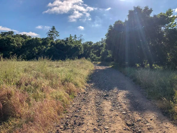 Güneşli bir gün boyunca yeşil dağ ormanı alanında doğal kir yolu. Yeşil alanda kumlu yol izi. Bahar mevsimi. Los Peasquitos Kanyon Koru
