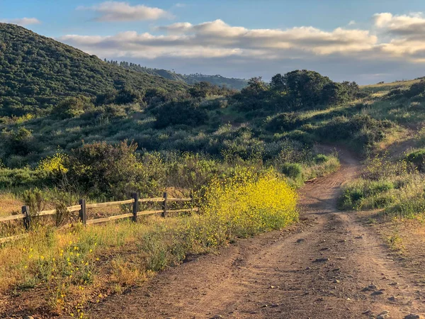 Natural green grass field in sunny day with dirt road pathway. Sandy road trail in green field. Spring season. Los Peasquitos Canyon Preserve