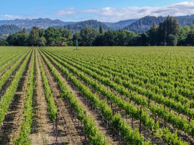 Yaz sezonunda Napa Vadisi'ndeki şarap bağının havadan görünümü. Napa County, Kaliforniya'nın Şarap Ülkesi, San Francisco Bay Area North Bay bölgenin bir parçası. Üzüm bağları manzara.