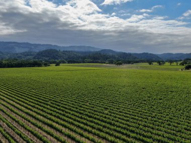 Yaz sezonunda Napa Vadisi'ndeki şarap bağının havadan görünümü. Napa County, Kaliforniya'nın Şarap Ülkesi, San Francisco Bay Area North Bay bölgenin bir parçası. Üzüm bağları manzara.