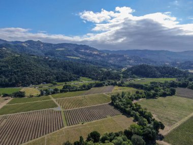 Yaz sezonunda Napa Vadisi'ndeki şarap bağının havadan görünümü. Napa County, Kaliforniya'nın Şarap Ülkesi, San Francisco Bay Area North Bay bölgenin bir parçası. Üzüm bağları manzara.