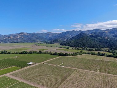 Yaz sezonunda Napa Vadisi'ndeki şarap bağının havadan görünümü. Napa County, Kaliforniya'nın Şarap Ülkesi, San Francisco Bay Area North Bay bölgenin bir parçası. Üzüm bağları manzara.