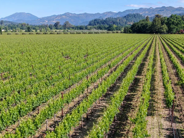 Aerial view of wine vineyard in Napa Valley during summer season. Napa County, in California\'s Wine Country, part of the North Bay region of the San Francisco Bay Area. Vineyards landscape.