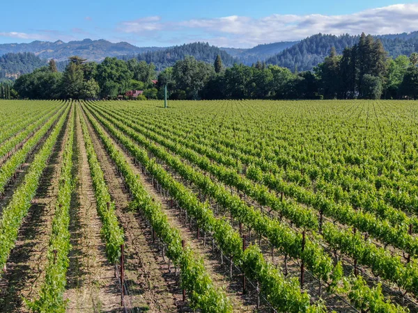 Aerial view of wine vineyard in Napa Valley during summer season. Napa County, in California\'s Wine Country, part of the North Bay region of the San Francisco Bay Area. Vineyards landscape.