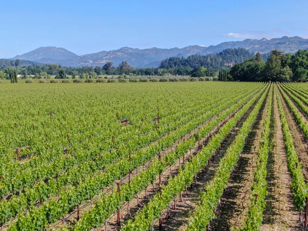 Aerial view of wine vineyard in Napa Valley during summer season. Napa County, in California\'s Wine Country, part of the North Bay region of the San Francisco Bay Area. Vineyards landscape.