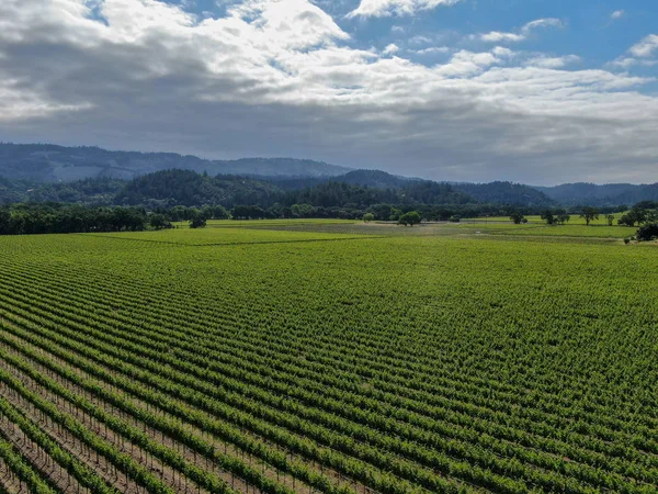 Aerial view of wine vineyard in Napa Valley during summer season. Napa County, in California\'s Wine Country, part of the North Bay region of the San Francisco Bay Area. Vineyards landscape.
