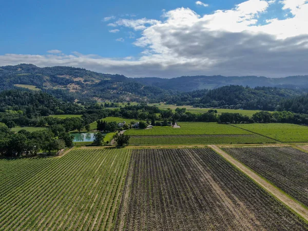 Luchtfoto Van Wijngaard Napa Valley Tijdens Het Zomerseizoen Napa County — Stockfoto