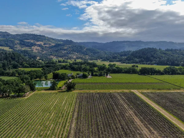 Vista Aerea Del Vigneto Nella Napa Valley Durante Stagione Estiva — Foto Stock