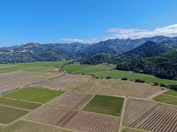 Aerial view of wine vineyard in Napa Valley during summer season. Napa County, in California's Wine Country, part of the North Bay region of the San Francisco Bay Area. Vineyards landscape.