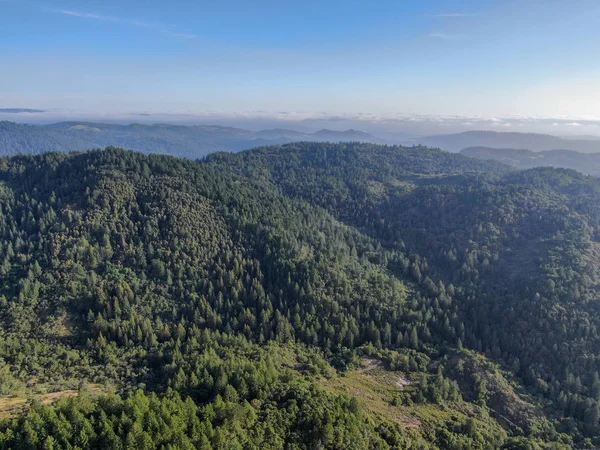 Vista Aérea Das Colinas Verdejantes Com Árvores Vale Napa Durante — Fotografia de Stock