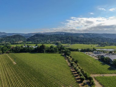 Yaz sezonunda Napa Vadisi'ndeki şarap bağının havadan görünümü. Napa County, Kaliforniya'nın Şarap Ülkesi, San Francisco Bay Area North Bay bölgenin bir parçası. Üzüm bağları manzara.