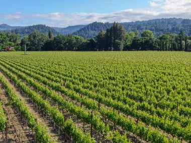 Yaz sezonunda Napa Vadisi'ndeki şarap bağının havadan görünümü. Napa County, Kaliforniya'nın Şarap Ülkesi, San Francisco Bay Area North Bay bölgenin bir parçası. Üzüm bağları manzara.