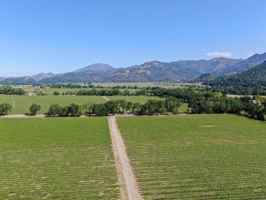 Yaz sezonunda Napa Vadisi'ndeki şarap bağının havadan görünümü. Napa County, Kaliforniya'nın Şarap Ülkesi, San Francisco Bay Area North Bay bölgenin bir parçası. Üzüm bağları manzara.