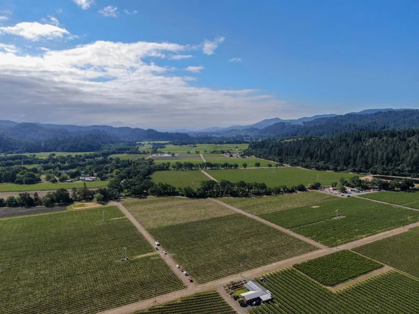 Luchtfoto Van Wijngaard Napa Valley Tijdens Het Zomerseizoen Napa County — Stockfoto