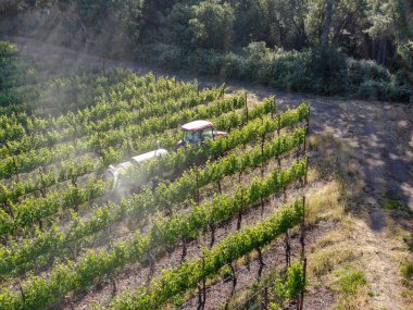 Tarım traktörböcek püskürtme ve böcek herbisityeşil bağ alanı üzerinde. Napa Valley, Napa County, Kaliforniya, Amerika Birleşik Devletleri,