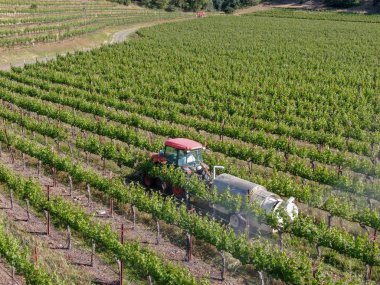 Tarım traktörböcek püskürtme ve böcek herbisityeşil bağ alanı üzerinde. Napa Valley, Napa County, Kaliforniya, Amerika Birleşik Devletleri,