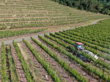 Tarım traktörböcek püskürtme ve böcek herbisityeşil bağ alanı üzerinde. Napa Valley, Napa County, Kaliforniya, Amerika Birleşik Devletleri,