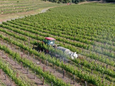 Tarım traktörböcek püskürtme ve böcek herbisityeşil bağ alanı üzerinde. Napa Valley, Napa County, Kaliforniya, Amerika Birleşik Devletleri,