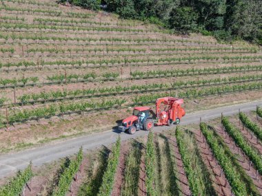 Tarım traktörböcek püskürtme ve böcek herbisityeşil bağ alanı üzerinde. Napa Valley, Napa County, Kaliforniya, Amerika Birleşik Devletleri,