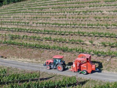 Tarım traktörböcek püskürtme ve böcek herbisityeşil bağ alanı üzerinde. Napa Valley, Napa County, Kaliforniya, Amerika Birleşik Devletleri,