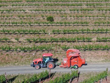 Tarım traktörböcek püskürtme ve böcek herbisityeşil bağ alanı üzerinde. Napa Valley, Napa County, Kaliforniya, Amerika Birleşik Devletleri,