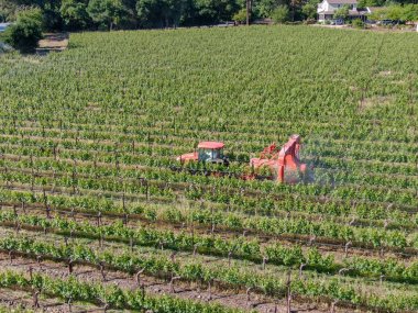 Tarım traktörböcek püskürtme ve böcek herbisityeşil bağ alanı üzerinde. Napa Valley, Napa County, Kaliforniya, Amerika Birleşik Devletleri,