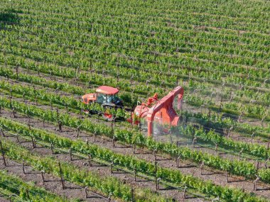 Tarım traktörböcek püskürtme ve böcek herbisityeşil bağ alanı üzerinde. Napa Valley, Napa County, Kaliforniya, Amerika Birleşik Devletleri,