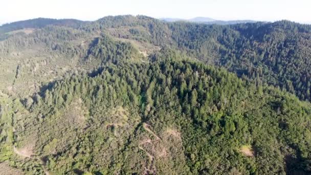 夏のシーズン中にナパバレーの木々と緑豊かな丘の航空写真 ナパ郡 カリフォルニア州ワインカントリー サンフランシスコベイエリアのノースベイ地域の一部 ブドウ園エリア — ストック動画