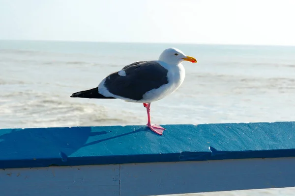 Gros Plan Mouette Debout Sur Une Jetée Avec Mer Littoral — Photo