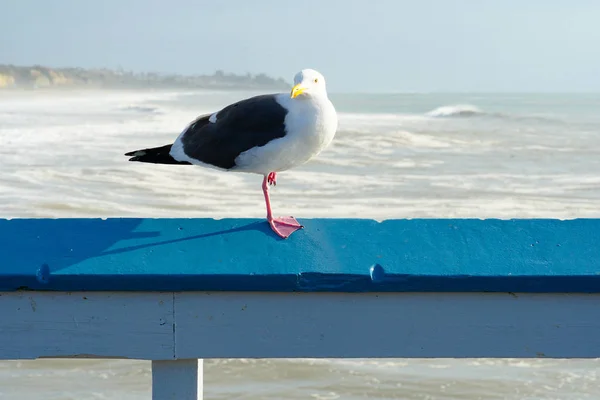 Close Seagull Standing Pier Sea Coastline Background Seagull Waiting San — Stock Photo, Image