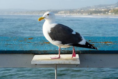 Arka planda deniz ve sahil şeridi olan bir iskelede duran martı yakın. San Clemente İskelesi'nde bekleyen martı. In Orange County, Kaliforniya, Abd.