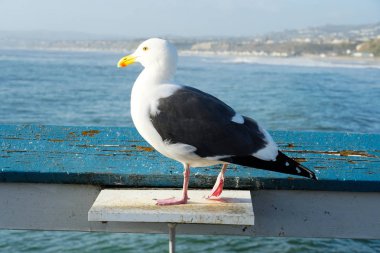 Arka planda deniz ve sahil şeridi olan bir iskelede duran martı yakın. San Clemente İskelesi'nde bekleyen martı. In Orange County, Kaliforniya, Abd.